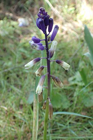 Bellevalia trifoliata \ Dreiblttrige Hyazinthe / Turkish Bellevalia, Chios Vavili 28.3.2016