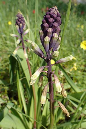 Bellevalia trifoliata \ Dreiblttrige Hyazinthe / Turkish Bellevalia, Chios Vavili 28.3.2016