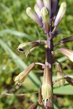 Bellevalia trifoliata \ Dreiblttrige Hyazinthe / Turkish Bellevalia, Chios Vavili 28.3.2016