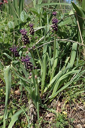 Bellevalia trifoliata \ Dreiblttrige Hyazinthe / Turkish Bellevalia, Chios Vavili 28.3.2016