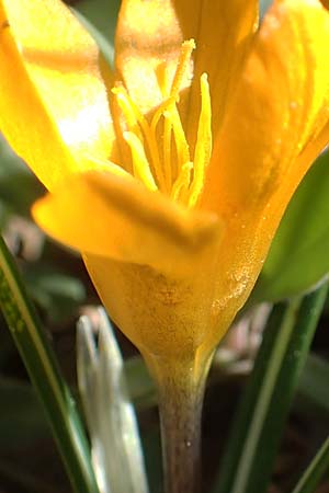 Crocus olivieri subsp. olivieri \ Olivier-Krokus / Olivier's Crocus, Chios Viki 31.3.2016