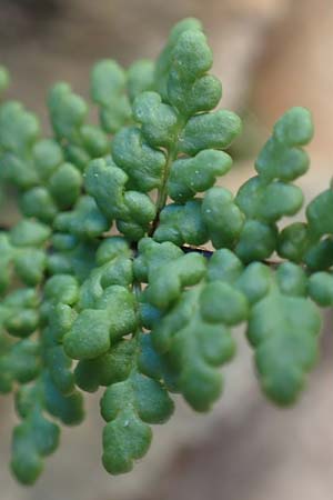 Cheilanthes acrostica \ Mauer-Lippenfarn / Scented Lip Fern, Chios Mesta 29.3.2016