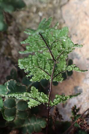 Cheilanthes acrostica \ Mauer-Lippenfarn / Scented Lip Fern, Chios Mesta 29.3.2016