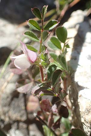 Cicer arietinum \ Kichererbse / Chick-Pea, Chios Viki 31.3.2016