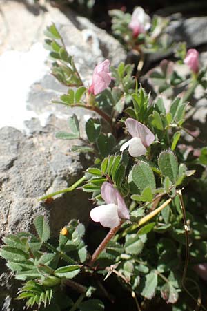 Cicer arietinum \ Kichererbse / Chick-Pea, Chios Viki 31.3.2016