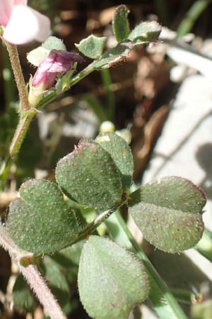 Cicer arietinum \ Kichererbse / Chick-Pea, Chios Viki 31.3.2016