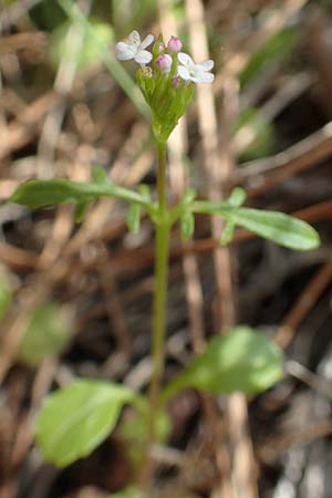 Centranthus calcitrapae \ Fuangel-Spornblume / Annual Valerian, Chios Avgonima 28.3.2016