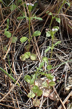 Centranthus calcitrapae \ Fuangel-Spornblume / Annual Valerian, Chios Avgonima 28.3.2016