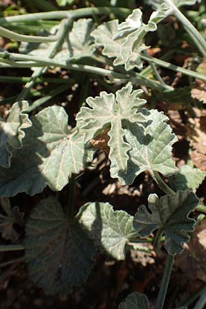 Convolvulus elegantissimus \ Zierliche Winde / Elegant Bindweed, Chios Kato Fana 29.3.2016