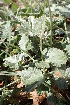 Convolvulus elegantissimus \ Zierliche Winde / Elegant Bindweed, Chios Kato Fana 29.3.2016