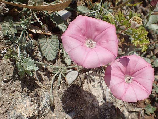 Convolvulus elegantissimus \ Zierliche Winde / Elegant Bindweed, Chios Kato Fana 29.3.2016