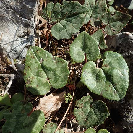 Cyclamen hederifolium \ Efeublttriges Alpenveilchen, Herbst-Alpenveilchen / Ivy-Leaved Cyclamen, Sowbread, Chios Avgonima 28.3.2016