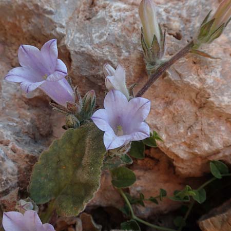 Campanula hagielia \ Berg-Hagios-Glockenblume / Hagios Bellflower, Chios Anavatos 28.3.2016