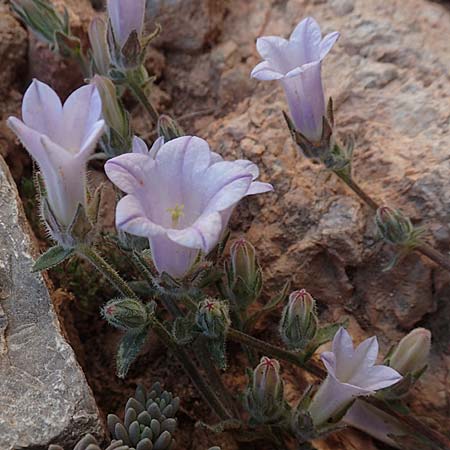 Campanula hagielia \ Berg-Hagios-Glockenblume / Hagios Bellflower, Chios Anavatos 28.3.2016