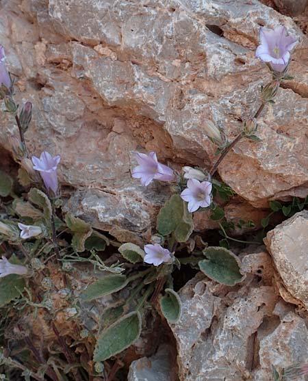 Campanula hagielia \ Berg-Hagios-Glockenblume / Hagios Bellflower, Chios Anavatos 28.3.2016