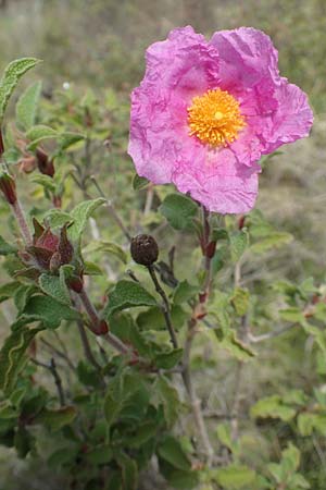 Cistus incanus subsp. creticus \ Kretische Zistrose / Cretan Cistus, Chios Kato Fana 29.3.2016