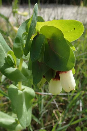 Cerinthe major \ Gro�e Wachsblume / Greater Honeywort, Chios Kalamoti 2.4.2016