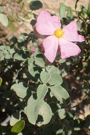 Cistus parviflorus \ Kleinbl&uuml;tige Zistrose / Small-Flowered Rock-Rose, Chios Kato Fana 29.3.2016