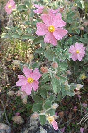 Cistus parviflorus \ Kleinbl&uuml;tige Zistrose / Small-Flowered Rock-Rose, Chios Kato Fana 29.3.2016