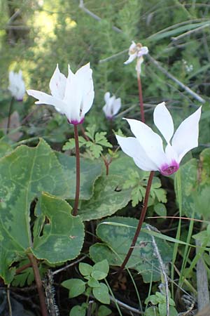 Cyclamen persicum \ Persisches Alpenveilchen / Florist's Cyclamen, Chios Karies 30.3.2016
