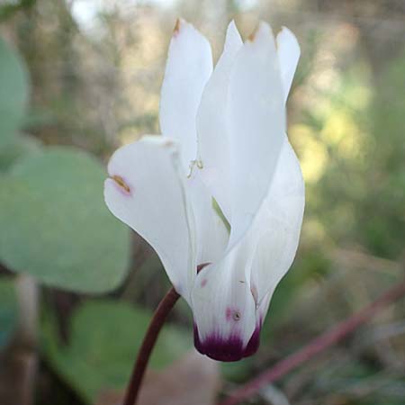 Cyclamen persicum \ Persisches Alpenveilchen / Florist's Cyclamen, Chios Karies 30.3.2016