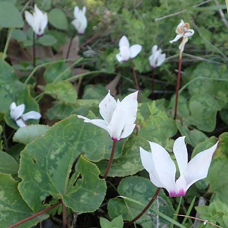 Cyclamen persicum \ Persisches Alpenveilchen / Florist's Cyclamen, Chios Karies 30.3.2016