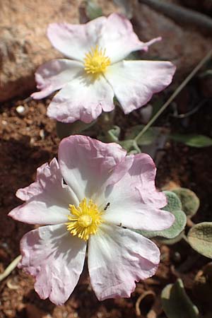 Cistus parviflorus \ Kleinbl&uuml;tige Zistrose / Small-Flowered Rock-Rose, Chios Olimbi, Agios Dynami 1.4.2016