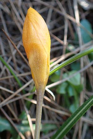 Crocus olivieri subsp. olivieri \ Olivier-Krokus / Olivier's Crocus, Chios Viki 30.3.2016