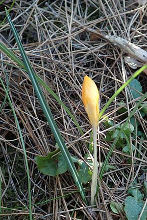 Crocus olivieri subsp. olivieri \ Olivier-Krokus / Olivier's Crocus, Chios Viki 30.3.2016