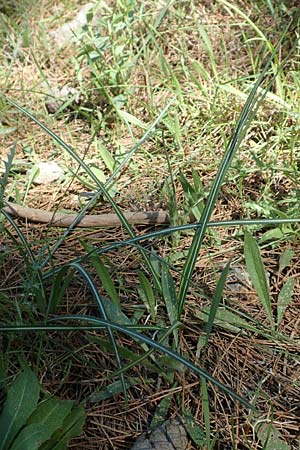 Crocus olivieri subsp. olivieri \ Olivier-Krokus / Olivier's Crocus, Chios Viki 30.3.2016