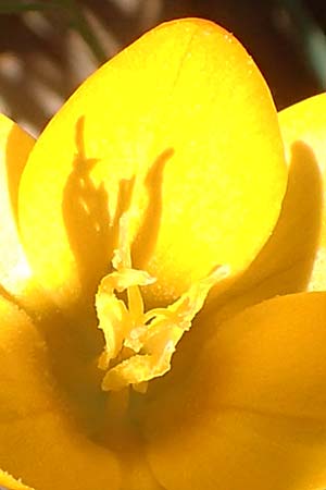 Crocus olivieri subsp. olivieri \ Olivier-Krokus / Olivier's Crocus, Chios Viki 31.3.2016