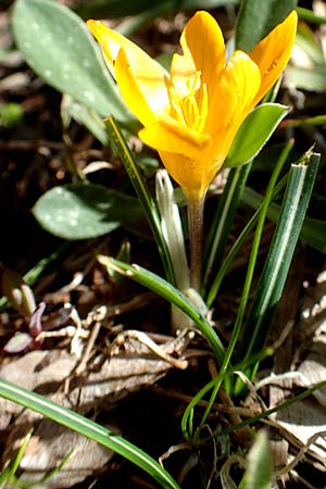 Crocus olivieri subsp. olivieri \ Olivier-Krokus / Olivier's Crocus, Chios Viki 31.3.2016