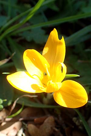 Crocus olivieri subsp. olivieri \ Olivier-Krokus / Olivier's Crocus, Chios Viki 31.3.2016