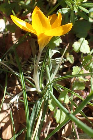 Crocus olivieri subsp. olivieri \ Olivier-Krokus / Olivier's Crocus, Chios Viki 31.3.2016