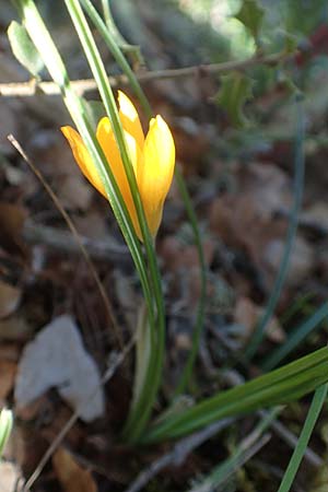 Crocus olivieri subsp. olivieri \ Olivier-Krokus / Olivier's Crocus, Chios Viki 31.3.2016