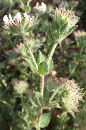 Lotus hirsutus \ Behaarter Backenklee / Canary Clover, Chios Olimbi, Agios Dynami 1.4.2016