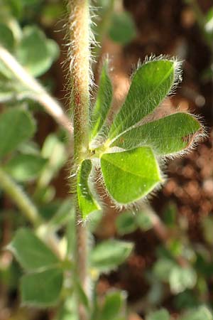 Lotus hirsutus \ Behaarter Backenklee / Canary Clover, Chios Olimbi, Agios Dynami 1.4.2016