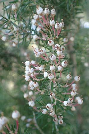 Erica arborea \ Baum-Heide / Tree Heather, Chios Viki 30.3.2016