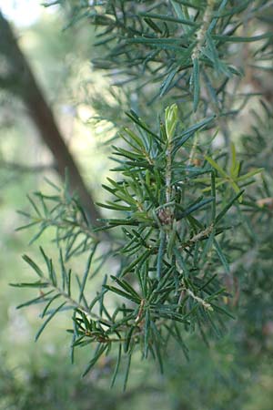 Erica arborea \ Baum-Heide / Tree Heather, Chios Viki 30.3.2016