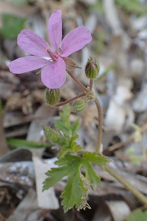Erodium chium \ Chios-Reiherschnabel / Chios Stork's-Bill, Chios Kato Fana 29.3.2016