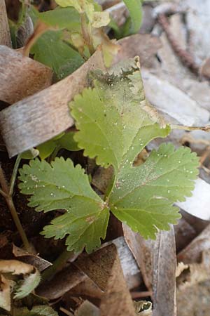 Erodium chium \ Chios-Reiherschnabel / Chios Stork's-Bill, Chios Kato Fana 29.3.2016