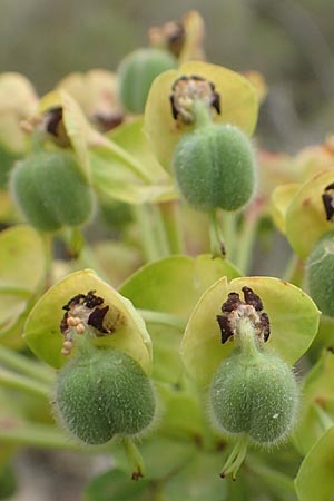 Euphorbia characias \ Palisaden-Wolfsmilch / Large Mediterranean Spurge, Chios Mesta 2.4.2016
