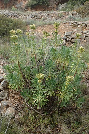 Euphorbia characias \ Palisaden-Wolfsmilch / Large Mediterranean Spurge, Chios Mesta 2.4.2016