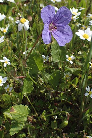 Erodium gruinum \ Reiherschnabel / Iranian Crane's-Bill, Chios Avgonima 28.3.2016
