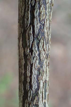 Hippocrepis emerus subsp. emeroides \ Langstielige Strauch-Kronwicke, Chios Viki 31.3.2016