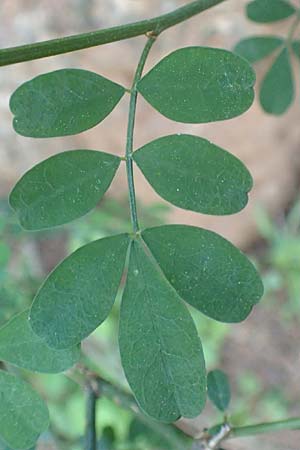 Hippocrepis emerus subsp. emeroides \ Langstielige Strauch-Kronwicke, Chios Viki 31.3.2016