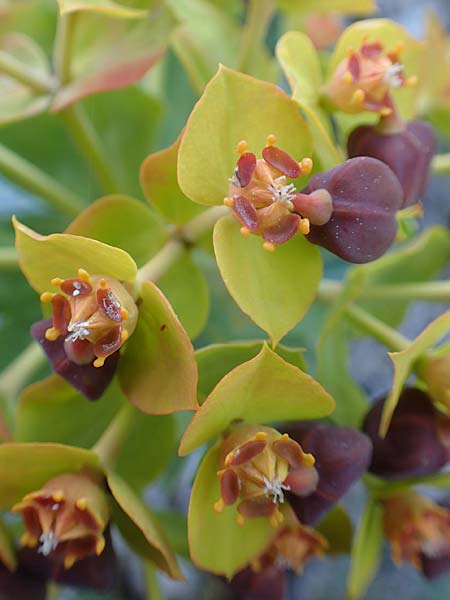 Euphorbia rigida \ Steife Wolfsmilch, Zweidr&uuml;sen-Wolfsmilch / Rigid Spurge, Chios Anavatos 28.3.2016