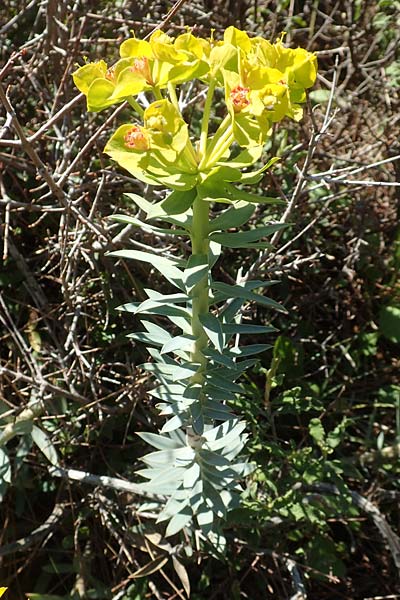 Euphorbia rigida \ Steife Wolfsmilch, Zweidr&uuml;sen-Wolfsmilch / Rigid Spurge, Chios Viki 30.3.2016