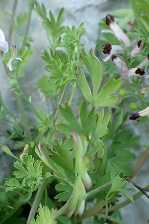Fumaria capreolata \ Rankender Erdrauch / White Ramping Fumitory, Chios Vessa 1.4.2016