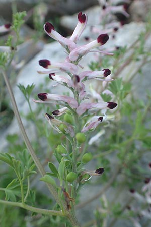 Fumaria capreolata \ Rankender Erdrauch / White Ramping Fumitory, Chios Vessa 1.4.2016